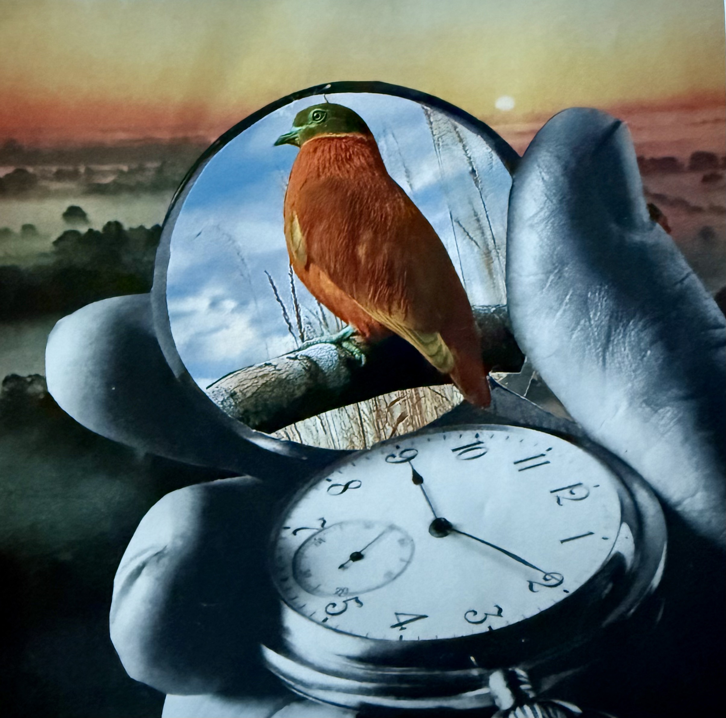 Bird Watching