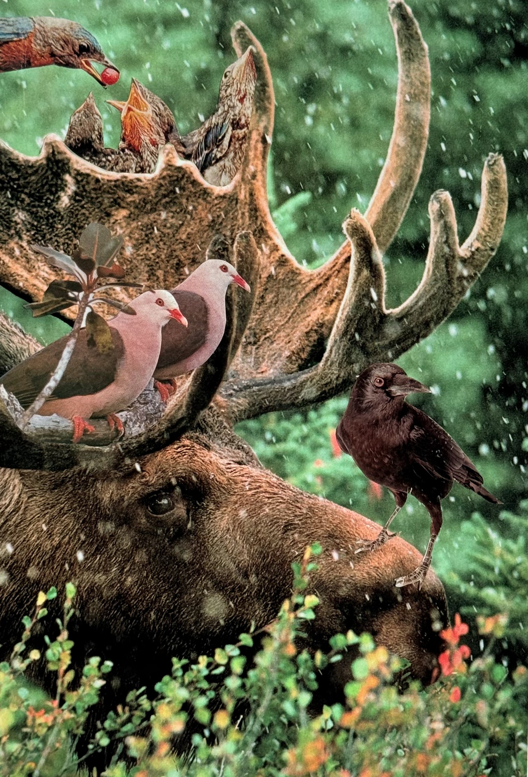 Symbiosis